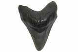 Fossil Megalodon Tooth - South Carolina #214733-1